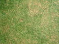 Grass texture.jpg